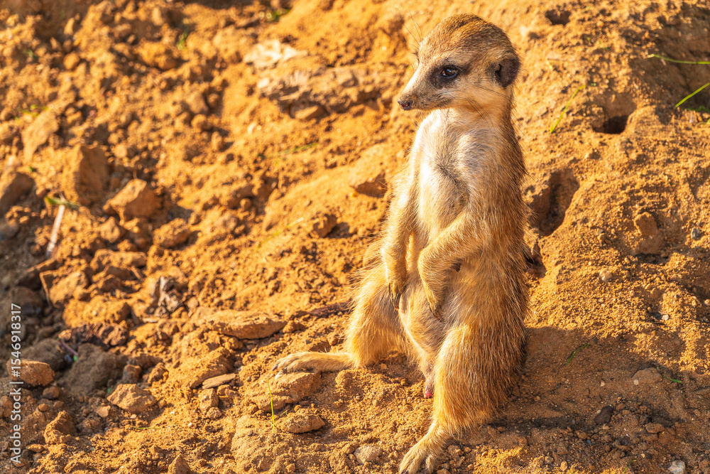 Fototapeta premium Meerkat, Suricata suricatta, on hind legs. Portrait of meerkat standing on hind legs with alert expression. Portrait of a funny meerkat sitting on its hind legs.