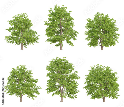 Realistic 3d trees illustration of tilia amurensis on transparent background