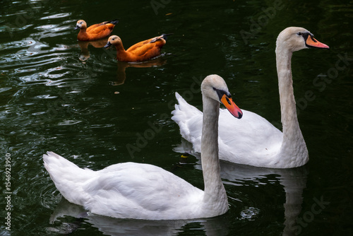 Fototapeta Naklejka Na Ścianę i Meble -  Two Graceful white Swans swimming in the lake, swans in the wild