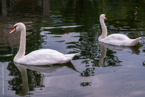 Fototapeta Naklejka Na Ścianę i Meble -  Two Graceful white Swans swimming in the lake, swans in the wild