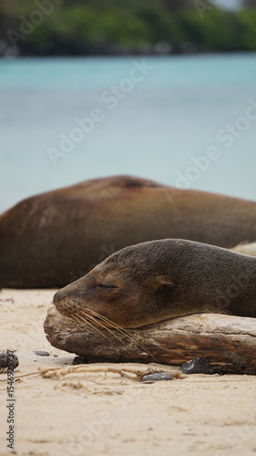 close-up on the face of a sea lion sleeping on the beach