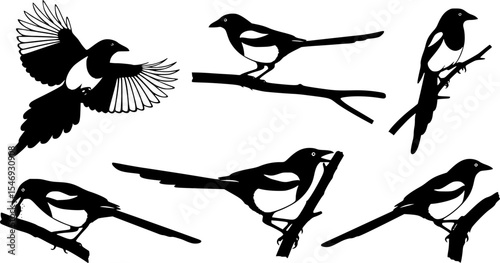 Eurasian Magpie Bird Silhouette Vector Illustration Set
