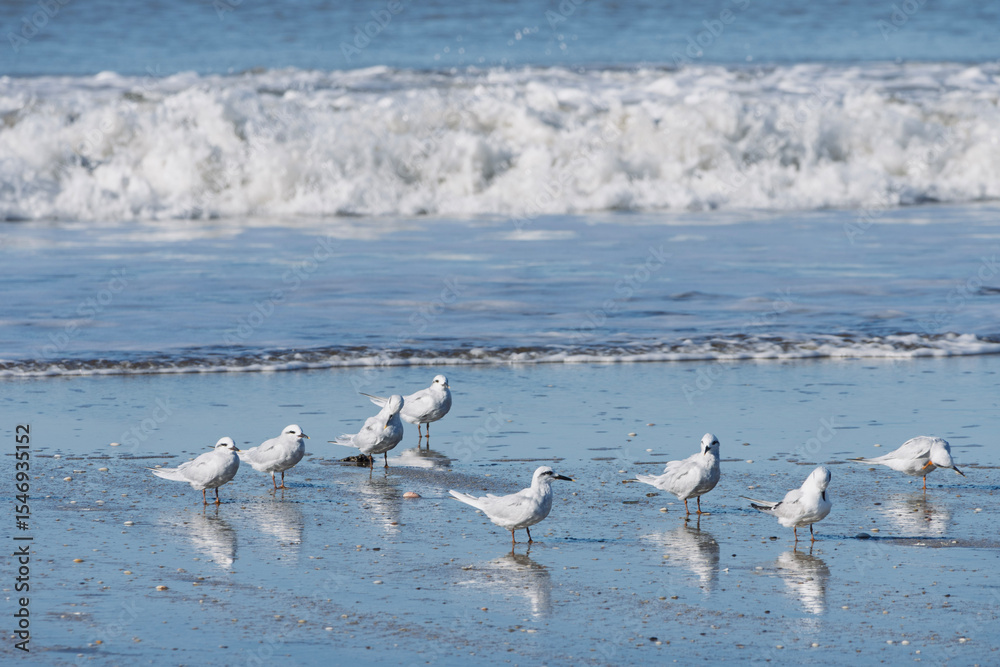 Fototapeta premium Gaviotas en la costa del mar