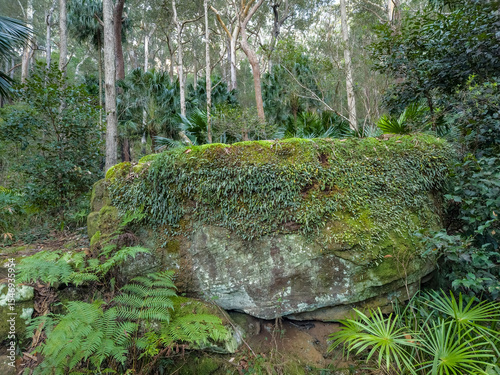 Rainforest in the Royal National Park, Sydney Australia