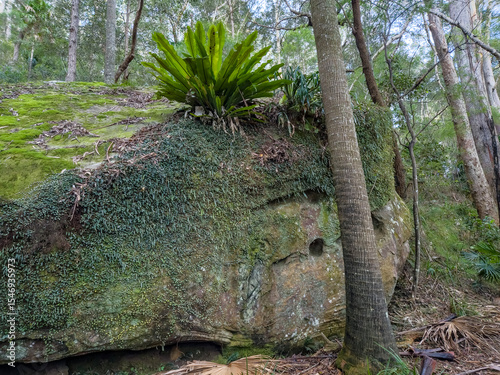 Rainforest in the Royal National Park, Sydney Australia