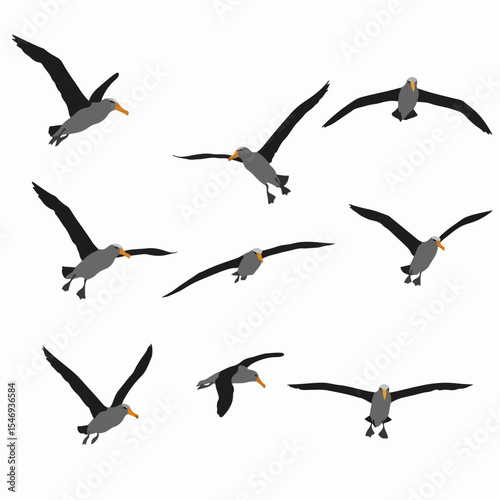 Albatross birds gliding seabirds wildlife ocean