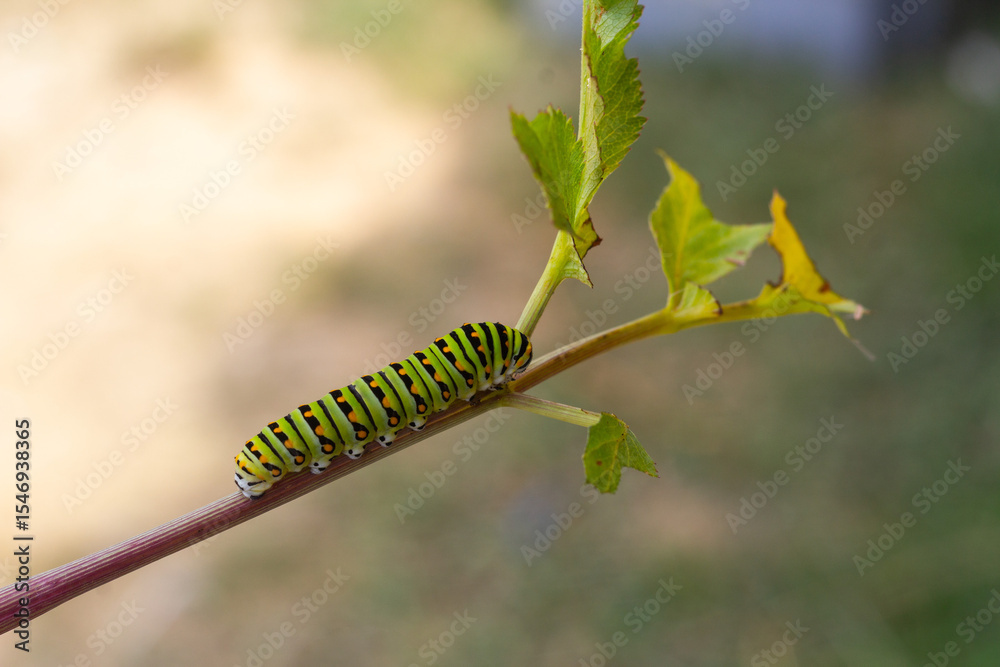 Fototapeta premium worm