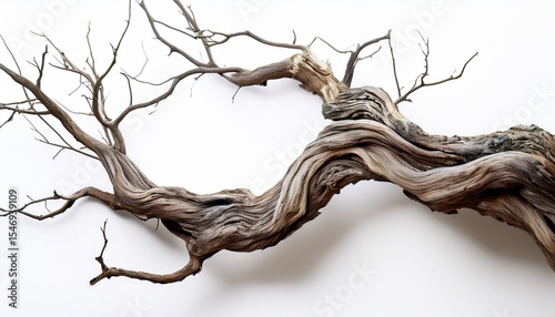 detailed illustration of a bare twisted tree branch isolated on white background