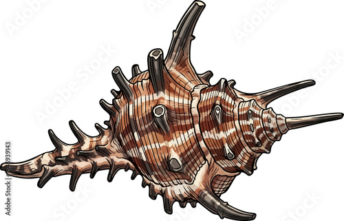 Murex Shell