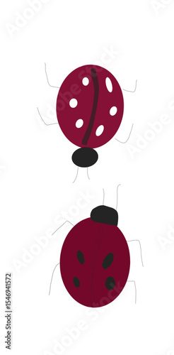 ladybug on a white background