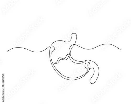 Human stomach organ outline drawing illustration. one continuous line drawing of stomach.
