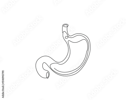 Human stomach organ outline drawing illustration. one continuous line drawing of stomach.