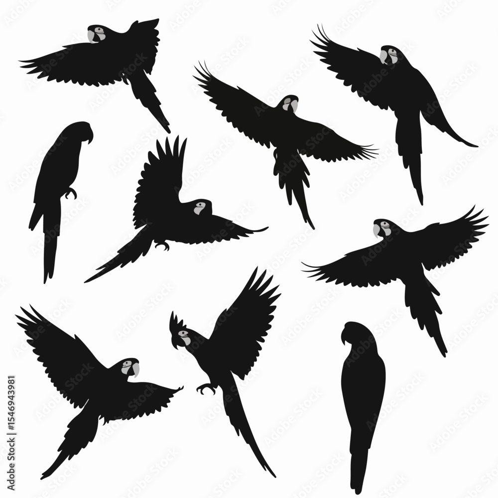 Obraz premium Macaw parrots flying silhouette birds fauna wildlife