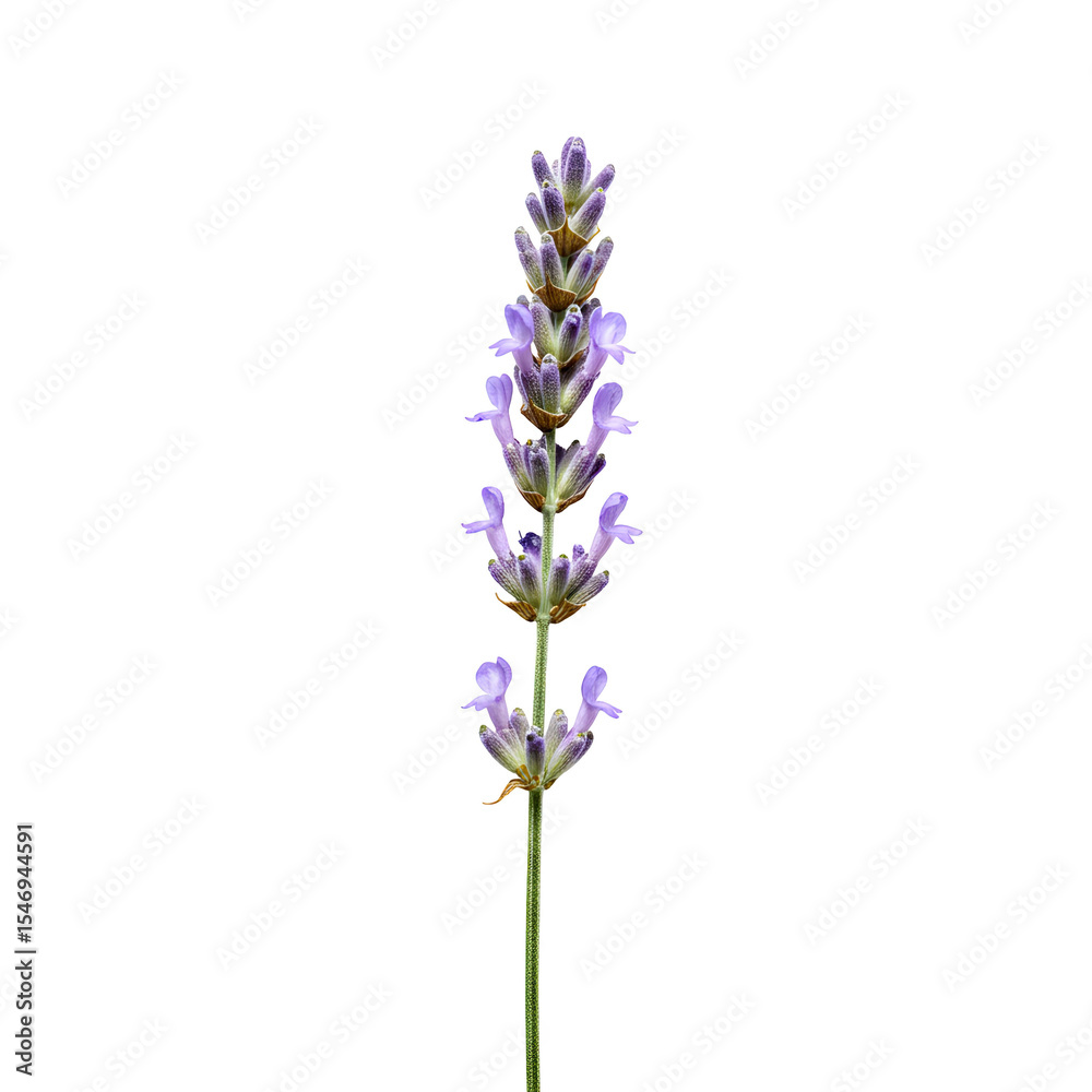 Obraz premium Single lavender stem with purple blossoms, elegant and calming