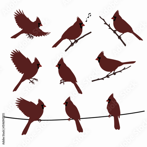 Cardinals in different poses perched and flying