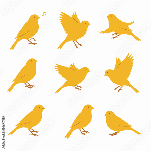 Canary bird collection graphic, isolated on white background