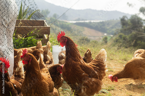 free range chicken