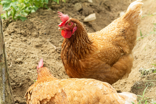 chicken on the farm