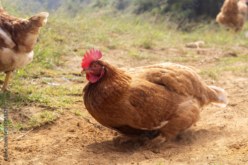 curled up hen