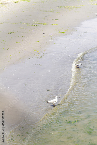 seagull on the beach
