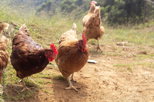 chickens walking