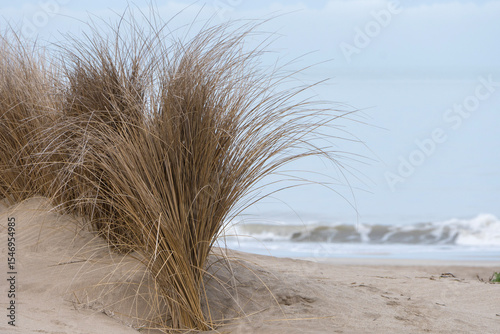 Vegetacion costera en la playa