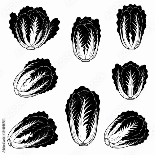 Napa cabbage monochrome set healthy food concept