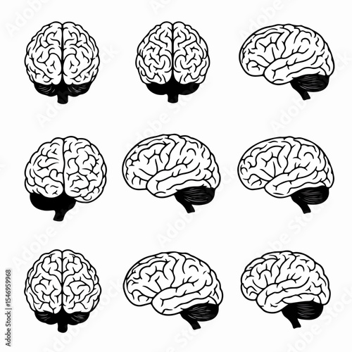 Human brains anatomy health medical science