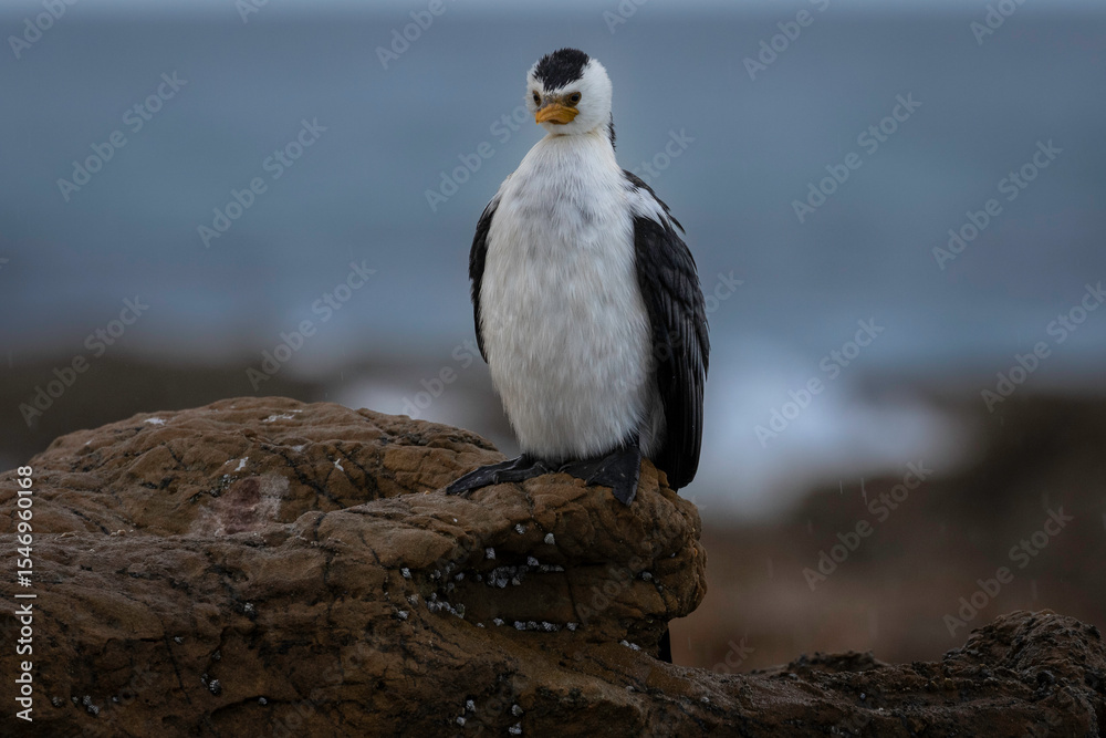 Fototapeta premium Little Pied Cormorant (Microcarbo melanoleucos) on a rock, Narooma, NSW, August 2024
