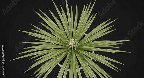 Viewing Plant with Linear Leaves in Pot From Above