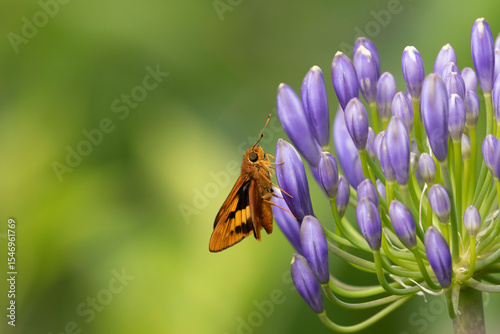 Narrow-brand Grass-dart (Ocybadistes flavovittatus) on an Agapanthus, Narooma, NSW, December 2024