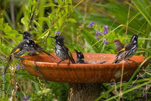 New Holland Honeyeaters (Phylidonyris novaehollandiae) at a bird bath, Narooma, NSW, January 2025