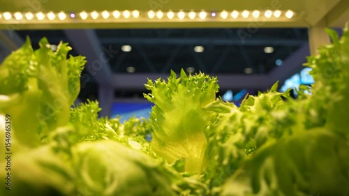 Organic hydroponic vegetable grow with LED Light Indoor farm,Agriculture Technology
