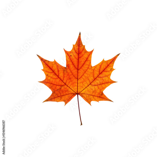 A bright orange maple leaf with visible veins, isolated