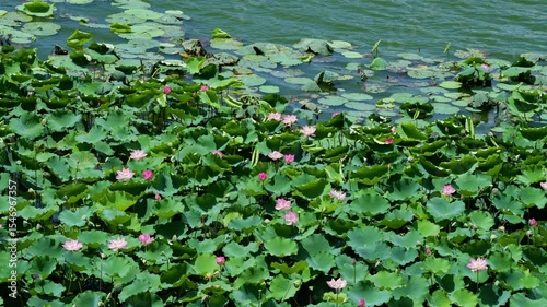 lotus flower blooming in summer pond with green leaves as background