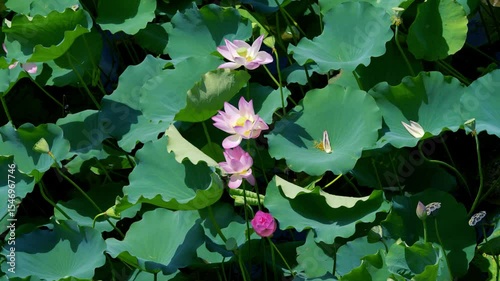 lotus flower blooming in summer pond with green leaves as background