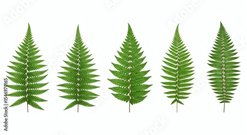 Five Fern Fronds: Botanical Array on White Background