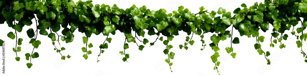 Naklejka premium Long creeping vine with tiny heart-shaped leaves trailing across the canvas, cutout with precision on white background, isolated to transparent background
