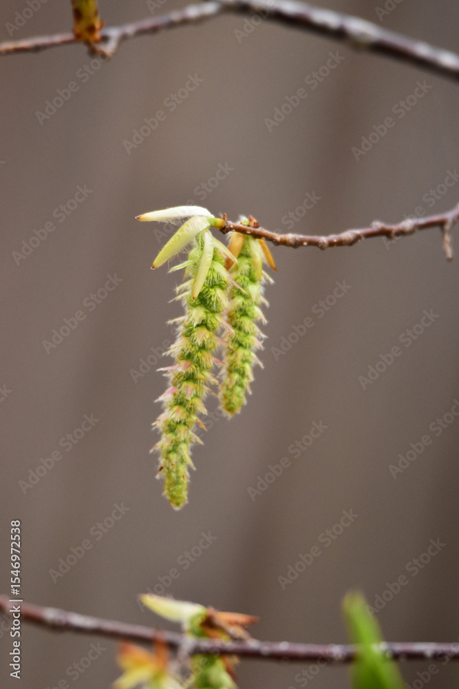 Naklejka premium クマシデの花