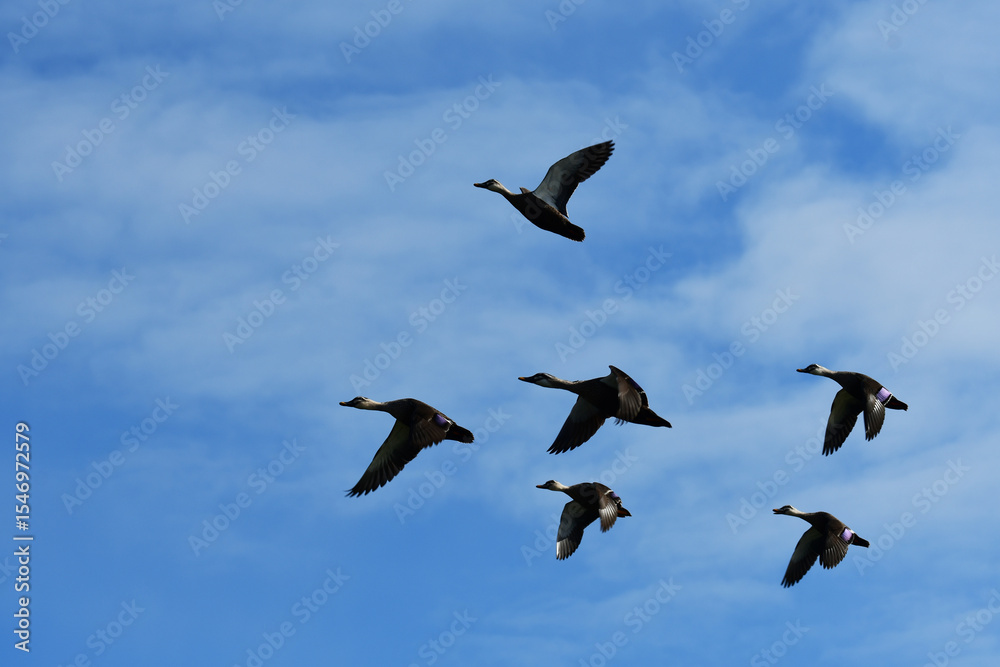 Fototapeta premium 飛び立ったカルガモと青空