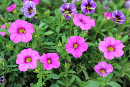 pink flowers in the garden