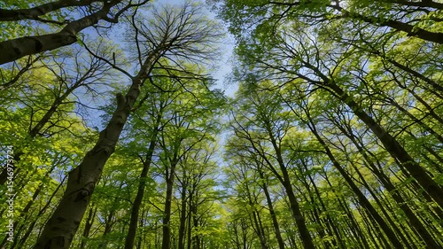 Lush Green Tree Canopy Under a Clear Blue Sky in Verdant Forest Woodland with Sunlit Leaves and Tall Trunks