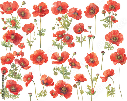 red poppy watercolor clipart | red poppy clipart for graphic resources