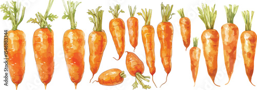 carrot watercolor clipart | carrot clipart for graphic resources