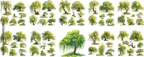 willow tree watercolor clipart | willow tree clipart for graphic resources
