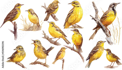 Meadowlark watercolor clipart | Meadowlark clipart for graphic resources
