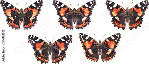 Red admiral butterfly watercolor clipart | Red admiral butterfly clipart for graphic resources