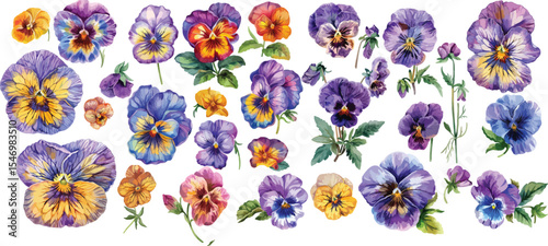pansy watercolor clipart | pansy clipart for graphic resources