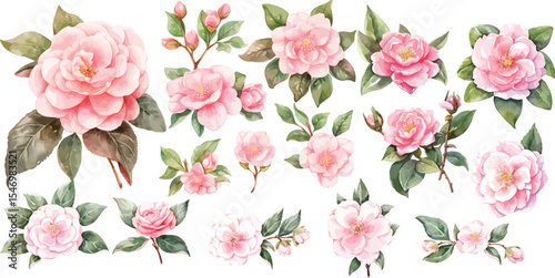 camellia watercolor clipart | camellia clipart for graphic resources