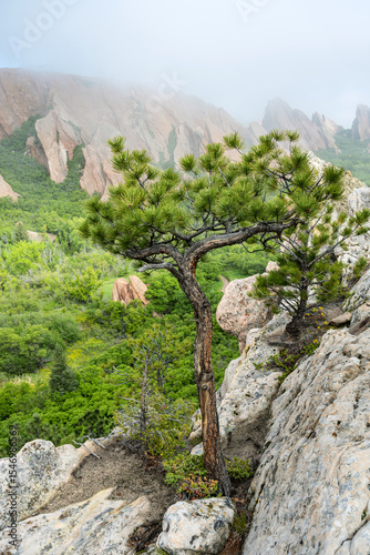 Pine tree on the edge 